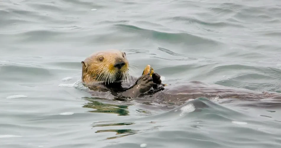Hidden Gems in Morro Bay, USA: Things Only Locals Know